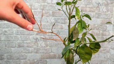 Bir bahçıvan evdeki limon ağacının dallarını ve yapraklarını buduyor.