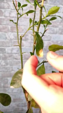 Bahçıvan evdeki limon ağacının kuru dallarını ve yapraklarını buduyor.