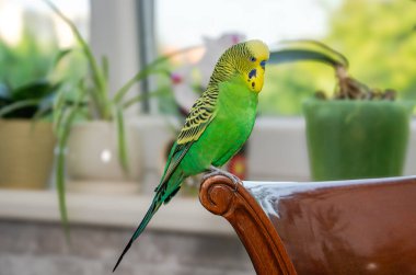 Çiçeklerin arka planında sevimli muhabbet kuşları