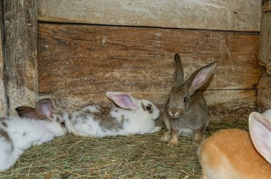 Çiftlikteki renkli tavşanlar