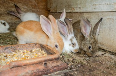 Çiftlikteki renkli tavşanlar