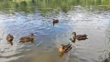 Bir ördek sürüsü gölde yüzüyor.