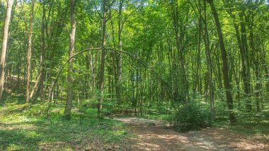 Kemer ve orman şeklinde eğilmiş bir ağaç.