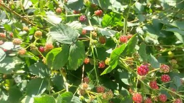 Ormanda olgun böğürtlenler