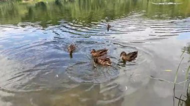 yaban ördekleri gölde yüzmek