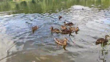 yaban ördekleri gölde yüzmek