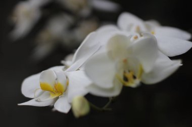 Bahçede beyaz orkideler güzel çiçek açıyor.
