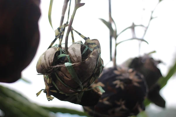 stock image Coconut coir is used as a medium for planting orchids