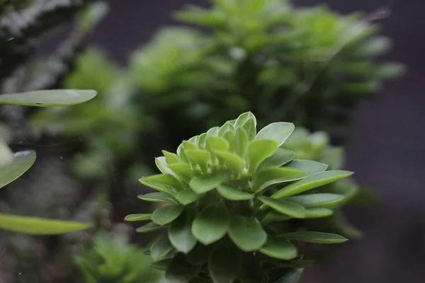 Hojas Plantas Ornamentales Que Son Agradables Verdes — Foto de Stock