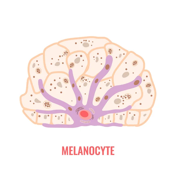 Melanocyte Cell Biology Skin Tone Pigmentation Diagram Melanin Pigment Production — Stockvektor