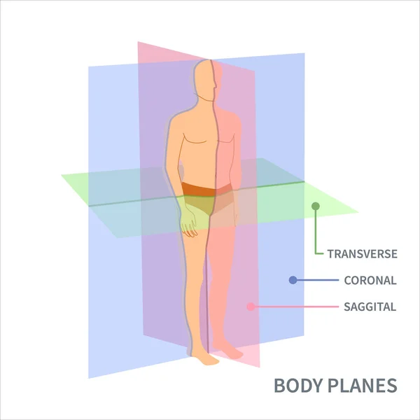 stock vector Body anatomical position diagram. Sagittal, coronal and transverse scanning plane types shown on a male body. Medical concept. Vector illustration.