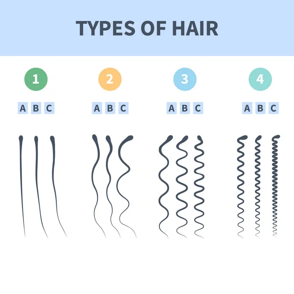 Набор Систем Классификации Прямолинейных Волнистых Кудрявых Извращенных Типов Волос Подробная — стоковый вектор