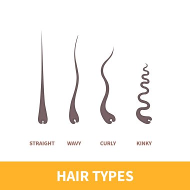 Düz, dalgalı, kıvırcık, kıvırcık saçlı sınıflandırma sistemi. Ayrıntılı saç büyütme grafiği. Sağlık ve güzellik konsepti. Vektör illüstrasyonu.