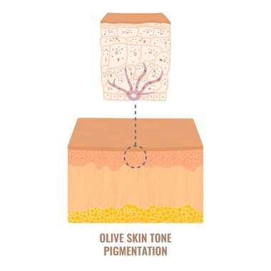 Melanin içeriği ve zeytin derisinde dağıtım. Orta tonlu pigmentasyon mekanizması bilgi grafiği. Epidermis enine kesiti yakın planda. Vektör illüstrasyonu.