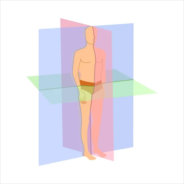 身体解剖位置图 在男性身体上显示的矢状 冠状和横向扫描平面类型 医学概念 矢量说明 — 图库矢量图片
