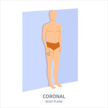 Coronal scanning plane shown on a male body. Frontal human body anatomical position diagram. Probe orientation infographics. Medical sonography concept. Vector illustration. clipart