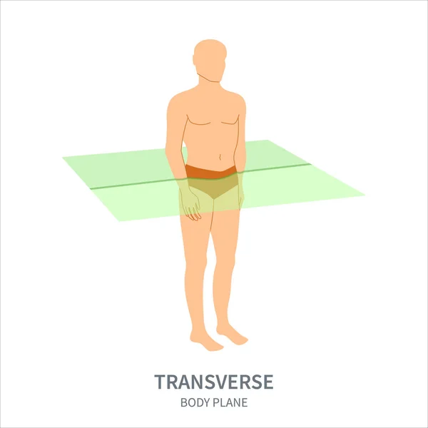Transverse Scanning Plane Shown Male Body Axial Human Body Anatomical — Vettoriale Stock