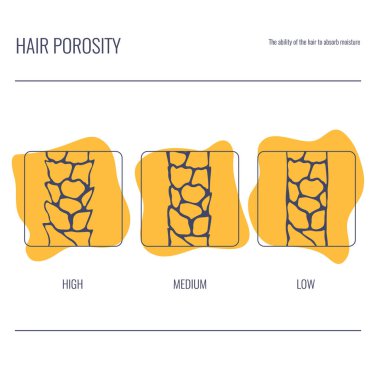 Hair porosity types classification set. Strand with low, normal and high cuticle porosity. Anatomical structure linear scheme. Outline vector illustration.