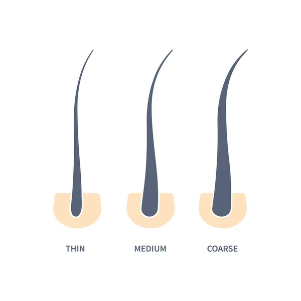 Классификация Типов Толщины Волос Поперечное Сечение Кожи Тонкими Средними Грубыми — стоковый вектор