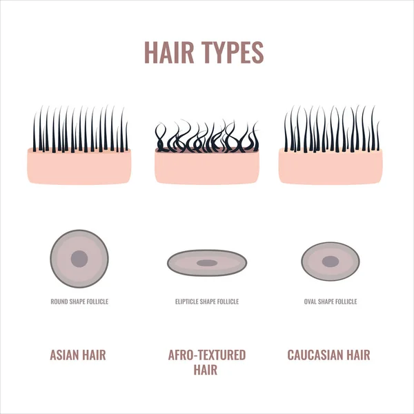 Düz Dalgalı Kıvırcık Saçlı Sınıflandırma Seti Deri Folikül Kesiti Diyagramı — Stok Vektör