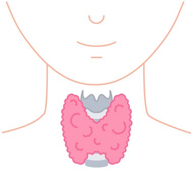 Tiroit bezi lobu ikonu. Yüzü olmayan vücut silueti. Tiroid hormonları destek veriyor. Hipertiroidizm ve hipotiroidizm hastalıkları. Metabolizma kontrolü. Vücut anatomisi diyagramı. Vektör illüstrasyonu.