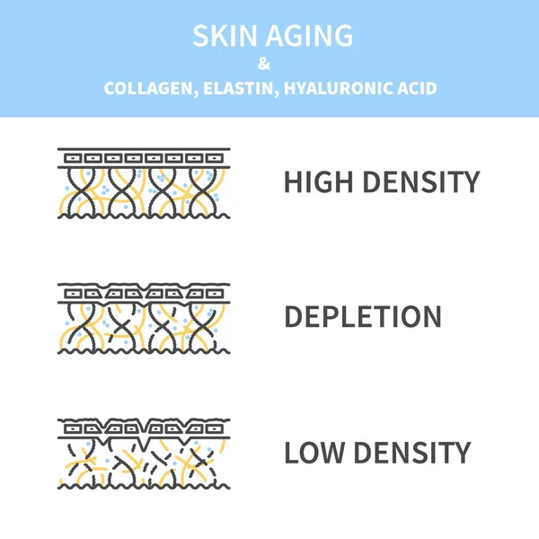 stock vector Skin aging and collagen, elastin and hyaluronic acid cross section diagram. Firm young skin becoming saggy with low fiber levels. Linear vector illustration.