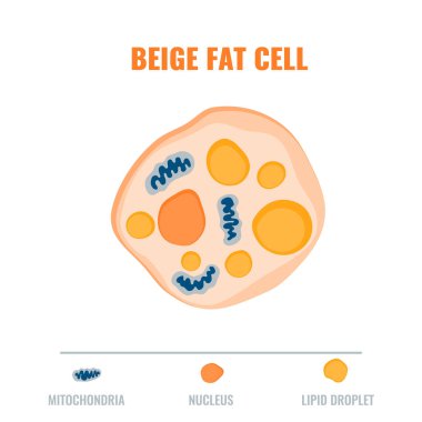 Mitokondri ve çekirdek ayrıntı ile bej yağ hücresini gösteren dokuyu ayır. Obezite, diyabet ve metabolizma araştırmaları için yağ yapısı diyagramı. Tıbbi vektör illüstrasyonu.