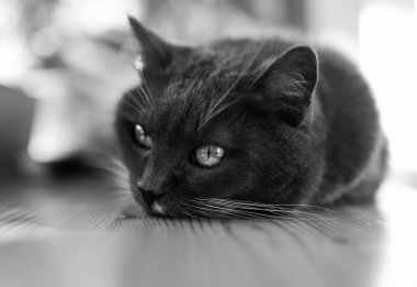 Uyuyan bir kediyle siyah beyaz fotoğraf.