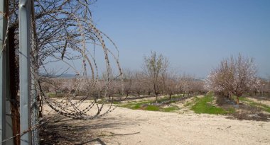 Ayalon 'daki badem ağaçlarının fotoğrafı