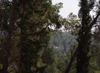 Ayalon Kanada Parkı. Çam Ormanı
