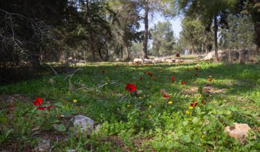 Palmachim 'in vahşi plajı. Taşlar.