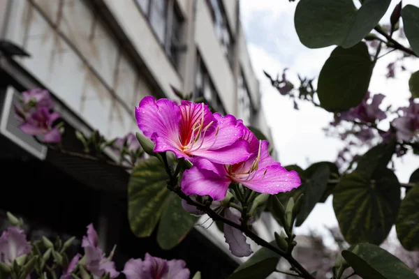 Bloemen Stad Fotoserie Bloemen Van Israël Straatbloemen — Stockfoto