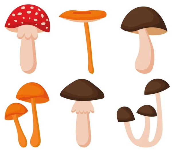 卡通蘑菇 毒菌和食用菌 羊驼和块菌分离的病媒图片集 森林野生蘑菇的类型 有机菌丝和长春藤 有毒真菌 — 图库矢量图片