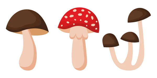 收集白色背景下的各种蘑菇 一组有毒和可食蘑菇的病媒图解 森林蘑菇的类型 — 图库矢量图片