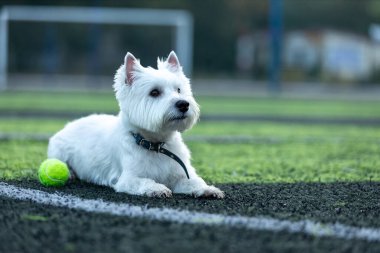 West Highland 'ın küçük beyaz köpeği. Beyaz teriyer türü yeşil tenis topuyla bir futbol sahasında oynuyor.