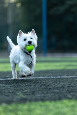 Batı Highland 'ın küçük beyaz köpeği. Beyaz Teriyer ırkı, yeşil bir futbol sahasında dişlerinde yeşil bir tenis topu taşıyor.