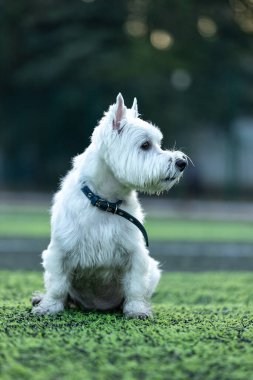 West Highland 'ın küçük beyaz köpeği Beyaz Teriyer cinsi bir futbol sahasında oynuyor.