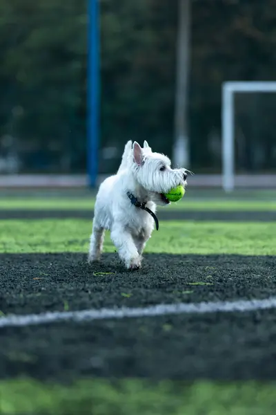 Kleine Witte Hond Van West Highland White Terrier Ras Draagt — Stockfoto