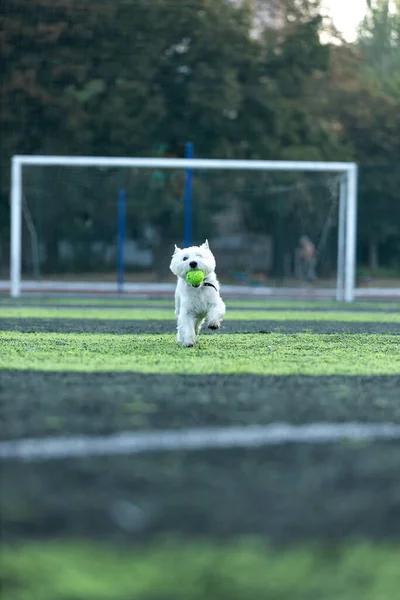 Kis Fehér Kutya West Highland White Terrier Fajta Hordoz Egy — Stock Fotó