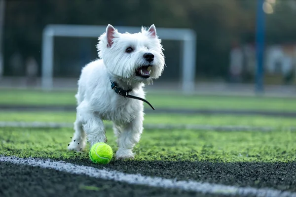 Liten Vit Hund West Highland White Terrier Rasen Spelar Fotbollsplan Stockbild