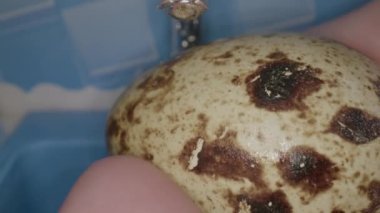 Yaratıcılık süreci, minik bir mutfakta yemek takımının cızırdaması gibi sevimli malzemelerle tuhaf bir mutfak deneyini sergiliyor..