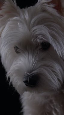 West Highland White Terrier tüylü tüylü beyaz önlüğünü ve canlı ruhuyla dikkatleri çeken meraklı gözlerini sergiliyor. Arka plan hafifçe bulanık. Köpeklerin özelliklerini vurguluyor..