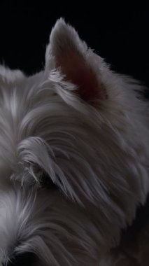 Yumuşak tüylü kürkü ve Batı Highland Beyaz Teriyeri 'nin benzersiz özelliklerini vurguluyor. Canlı ruhunu ve hareketli tavırlarını karanlık bir arka plana karşı sergiliyor..