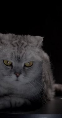 Çarpıcı İskoç mermeri gümüşi lop kulaklı kedi, siyah bir podyumda güven içinde oturur çarpıcı sarı gözleri ve dolgun kürkü, koyu arka planda güzel durur.