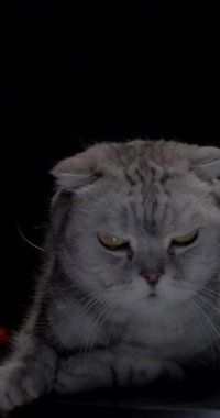 Güzel İskoç mermer saplı gümüş kulaklı kedi, tamamen siyah bir arka planla çevrili siyah bir podyumda güvenle poz veriyor, eşsiz kürk desenini ve anlamlı özelliklerini sergiliyor.