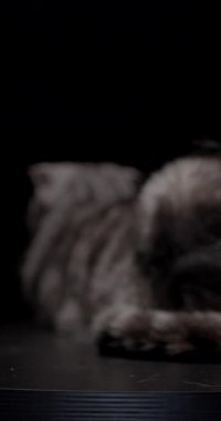 Güzel İskoç mermer, gümüşi, siyah kürklü kediler siyah bir podyumda kusursuz bir şekilde harmanlanır çarpıcı kürkü ve asil duruşu dikkat çeker.