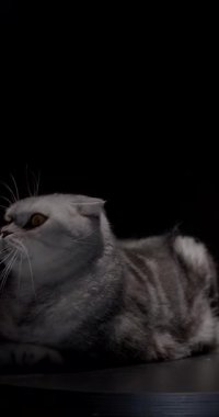 Zarif İskoç mermeri gümüş budaklı kulak kıvrımlı kedi dinlenme yerleri parlak siyah bir podyumda