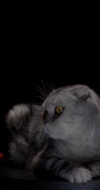 Huzurlu İskoç mermeri gümüşi lop kulaklı kedi siyah bir podyumda zarif bir şekilde oturur, pürüzsüz siyah bir arkaplan ile çevrili kürkü ve özellikleri dikkat çeker zahmetsizce