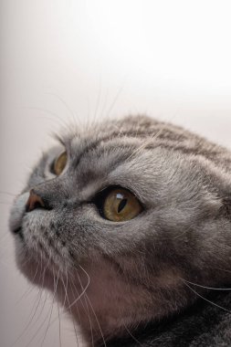 Mermer kürklü bir İskoç Katlayan kedisi tuhaf bir şekilde, yumuşak ışığı yansıtan büyük altın gözlerini diker. Bu huzurlu an kedilerin zarafetini ve cazibesini yakalar..