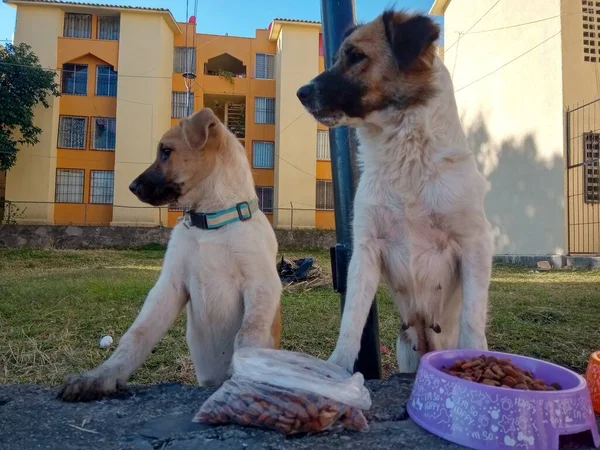 Anya Lánya Kutyák Percekkel Örökbefogadás Előtt — Stock Fotó